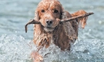 English cocker spaniel